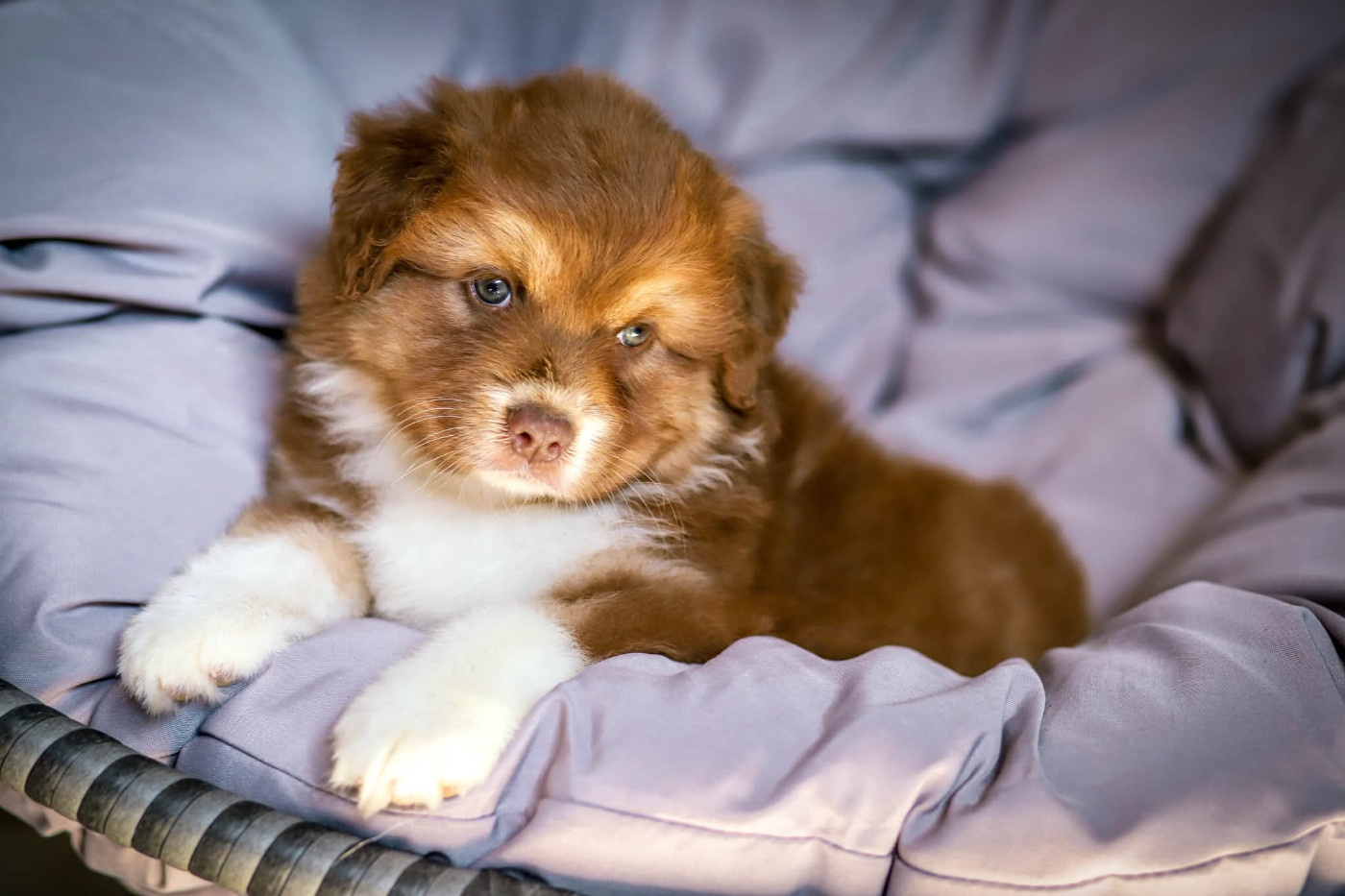 des Ancêtres Sauvages - Chiots disponibles - Berger Australien