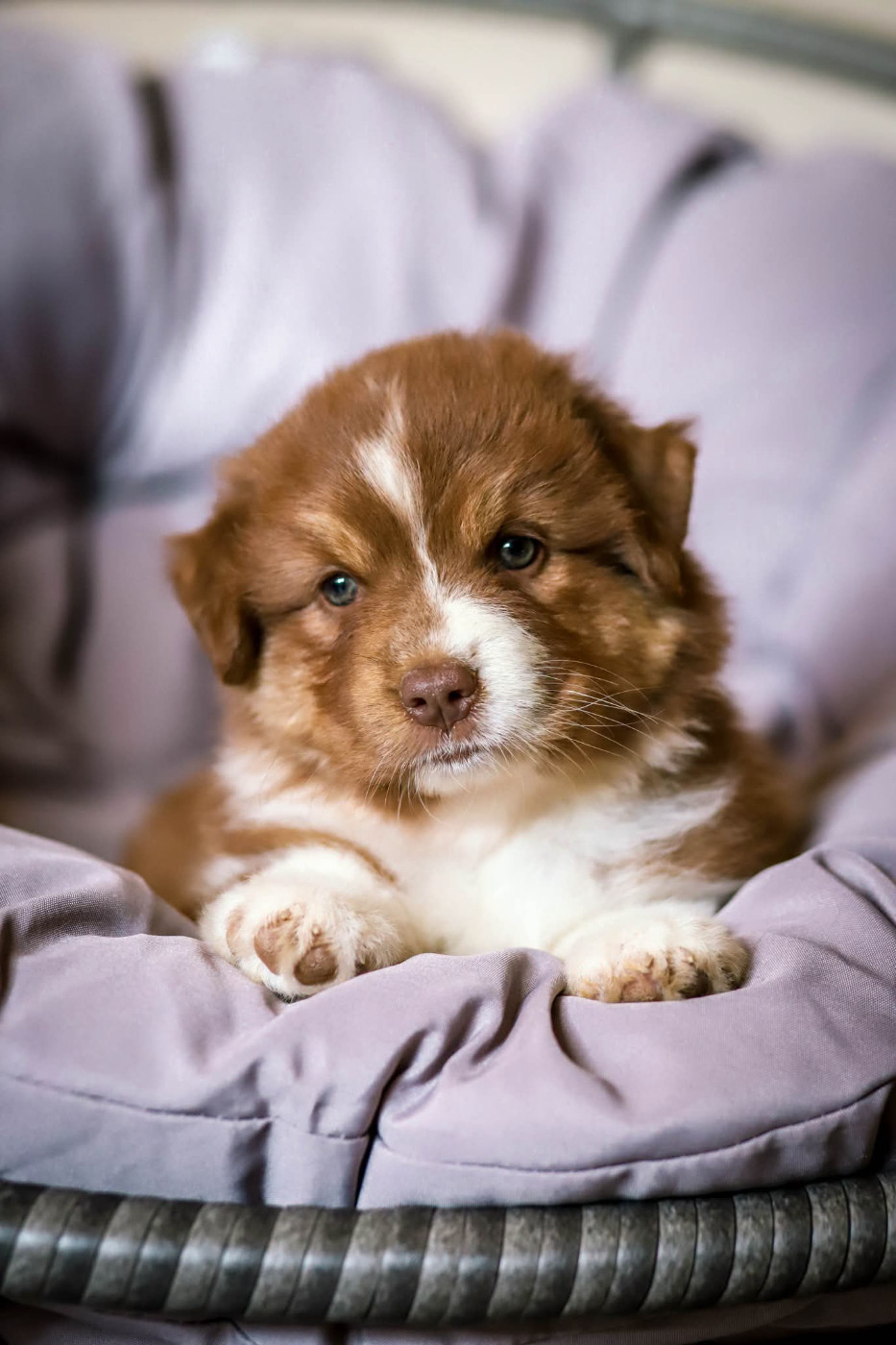 des Ancêtres Sauvages - Chiots disponibles - Berger Australien