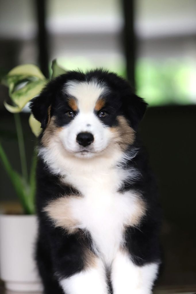 des Ancêtres Sauvages - Chiots disponibles - Berger Australien