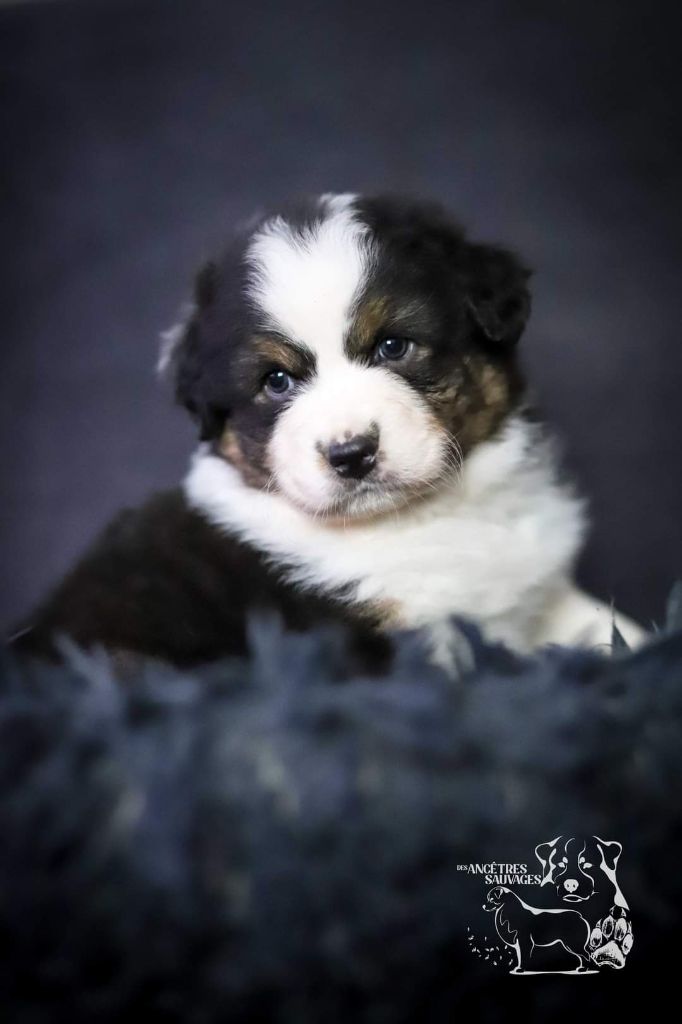 des Ancêtres Sauvages - Berger Australien - Portée née le 29/12/2023