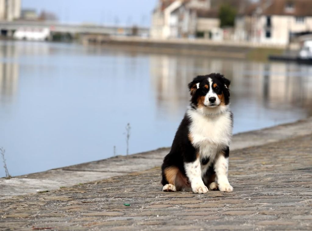 des Ancêtres Sauvages - Chiots disponibles - Berger Australien