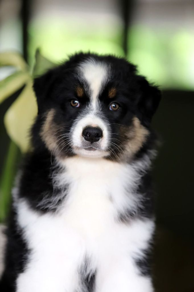 des Ancêtres Sauvages - Chiots disponibles - Berger Australien