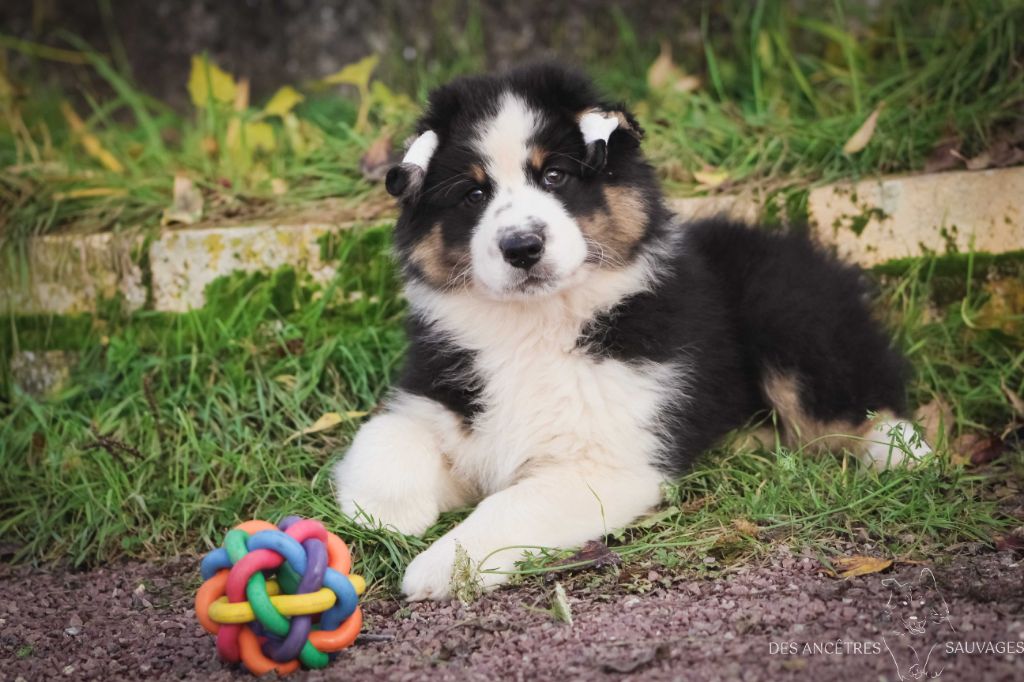 des Ancêtres Sauvages - Berger Australien - Portée née le 16/09/2021