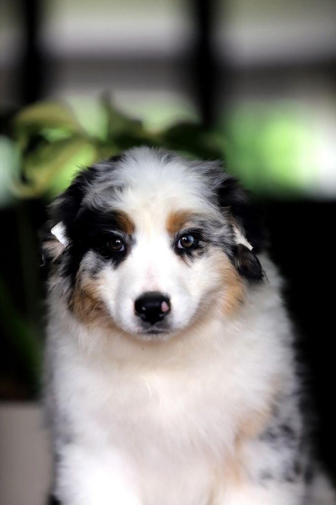 des Ancêtres Sauvages - Chiots disponibles - Berger Australien